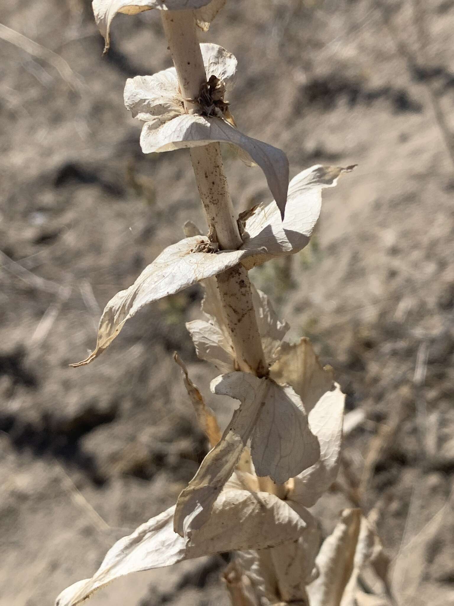 Penstemon acuminatus Dougl.的圖片