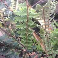 Image of golden lipfern