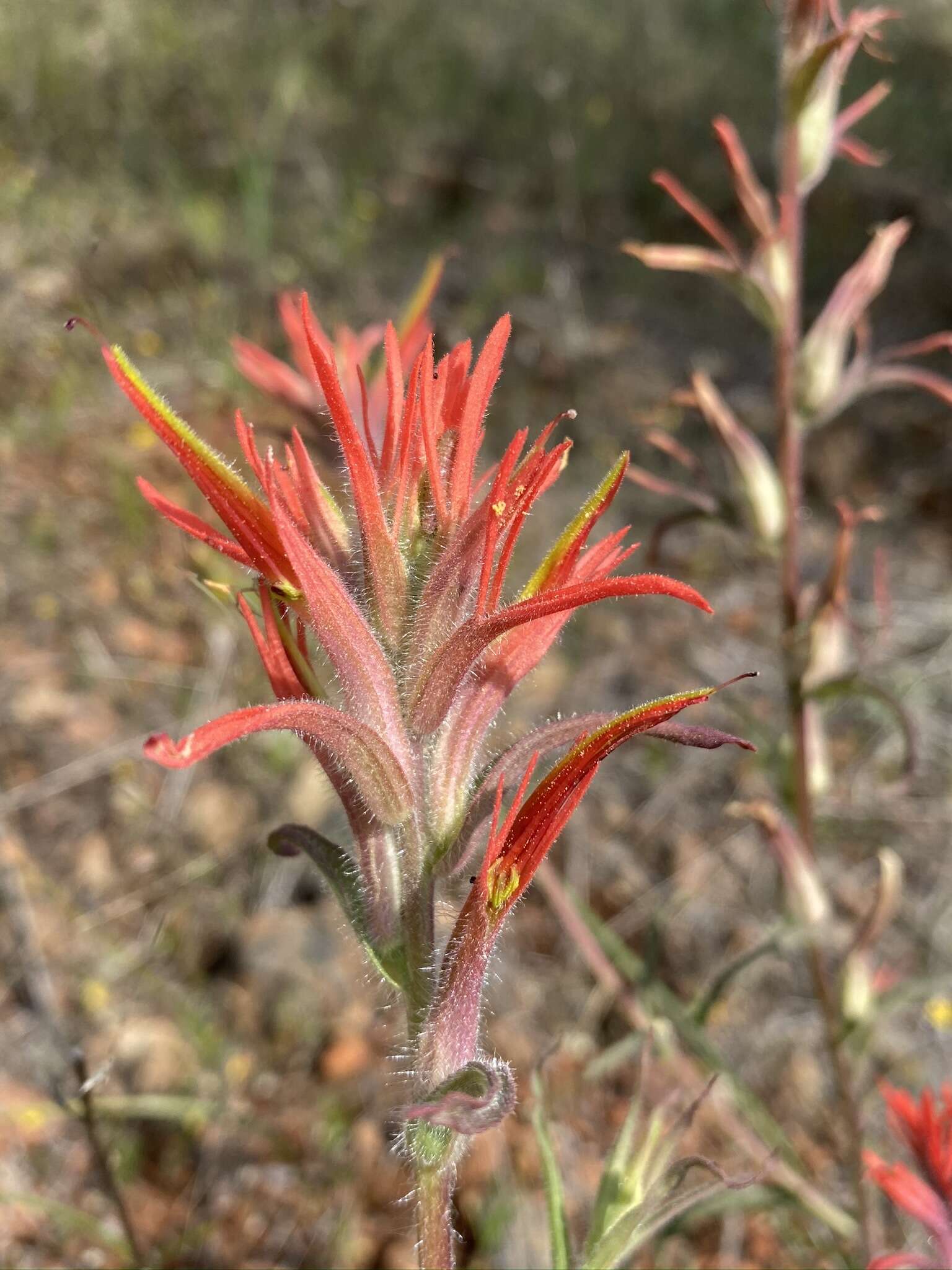 Image of longleaf Indian paintbrush