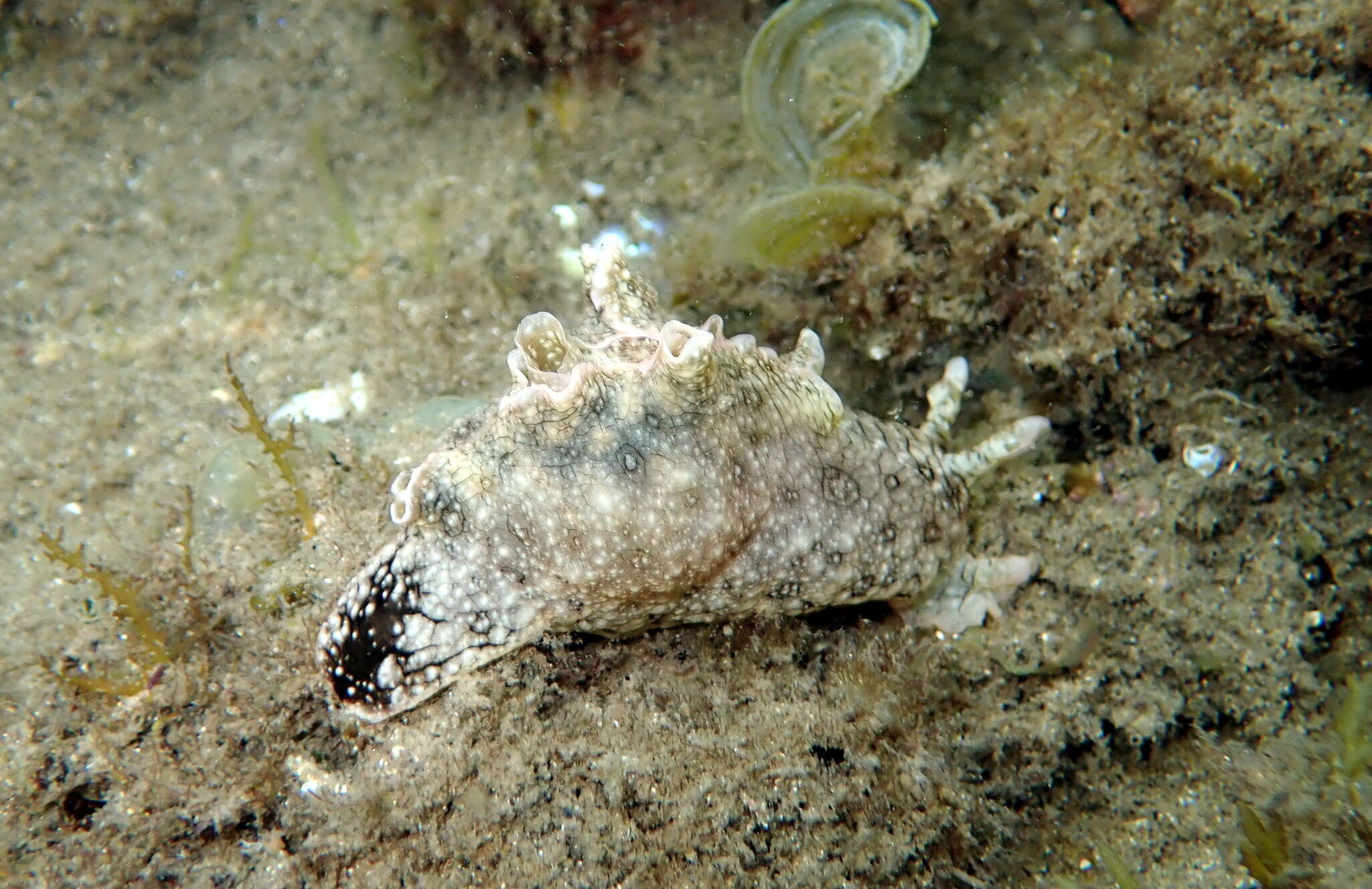 Image of Aplysia argus Rüppell & Leuckart 1830