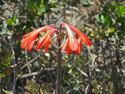 Image of Cyrtanthus fergusoniae L. Bolus