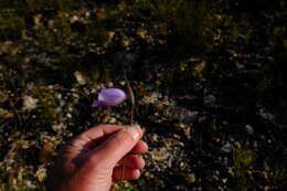 Image of Gladiolus bullatus Thunb. ex G. J. Lewis