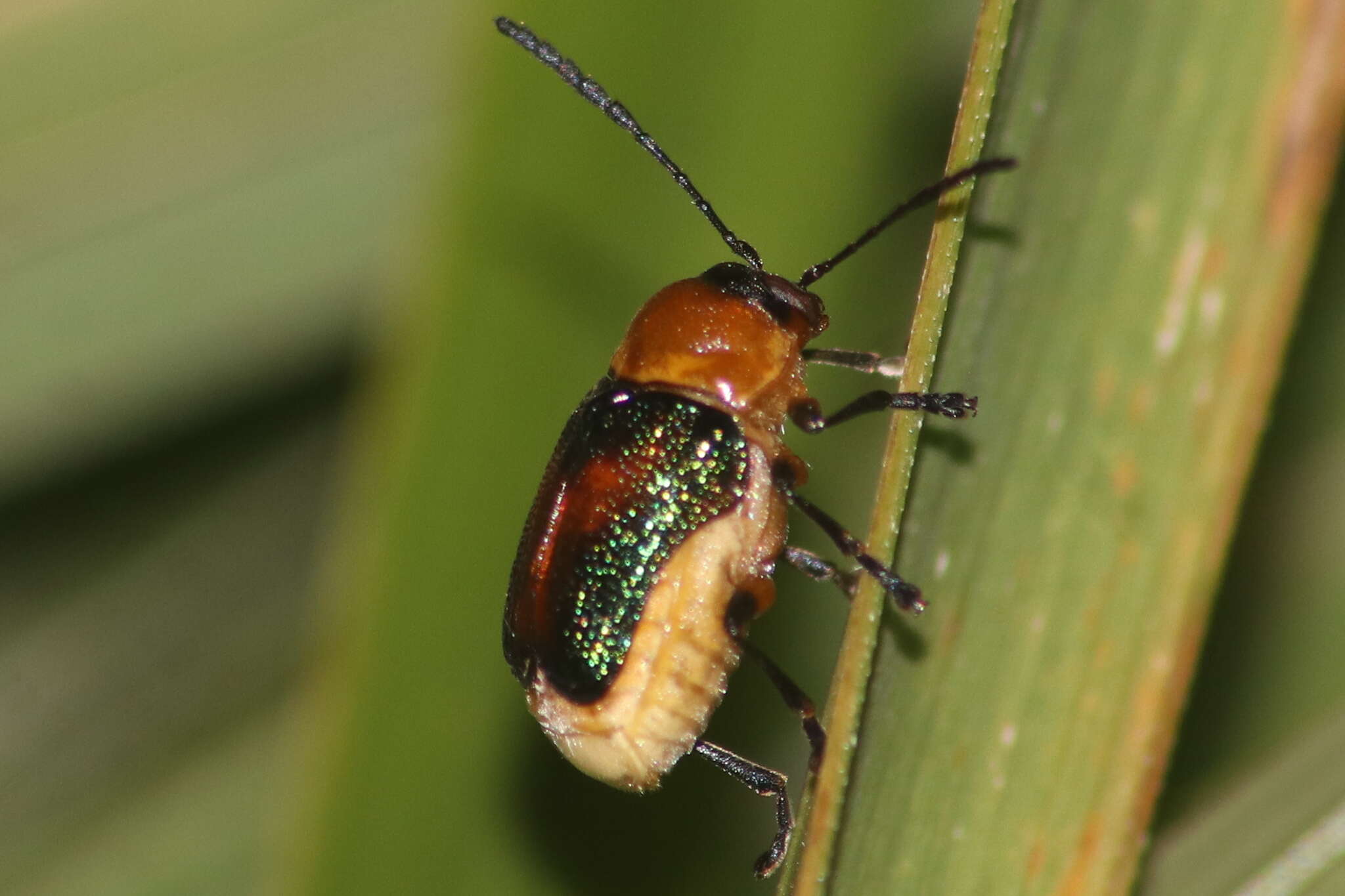 Imagem de Aporocera iridipennis