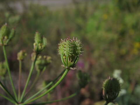 Image of Astrodaucus littoralis (Bieb.) Drude