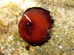 Image of Actinia striata Quoy & Gaimard 1833