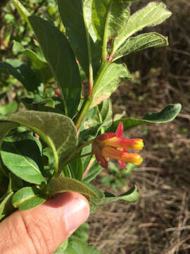 Image of twinberry honeysuckle