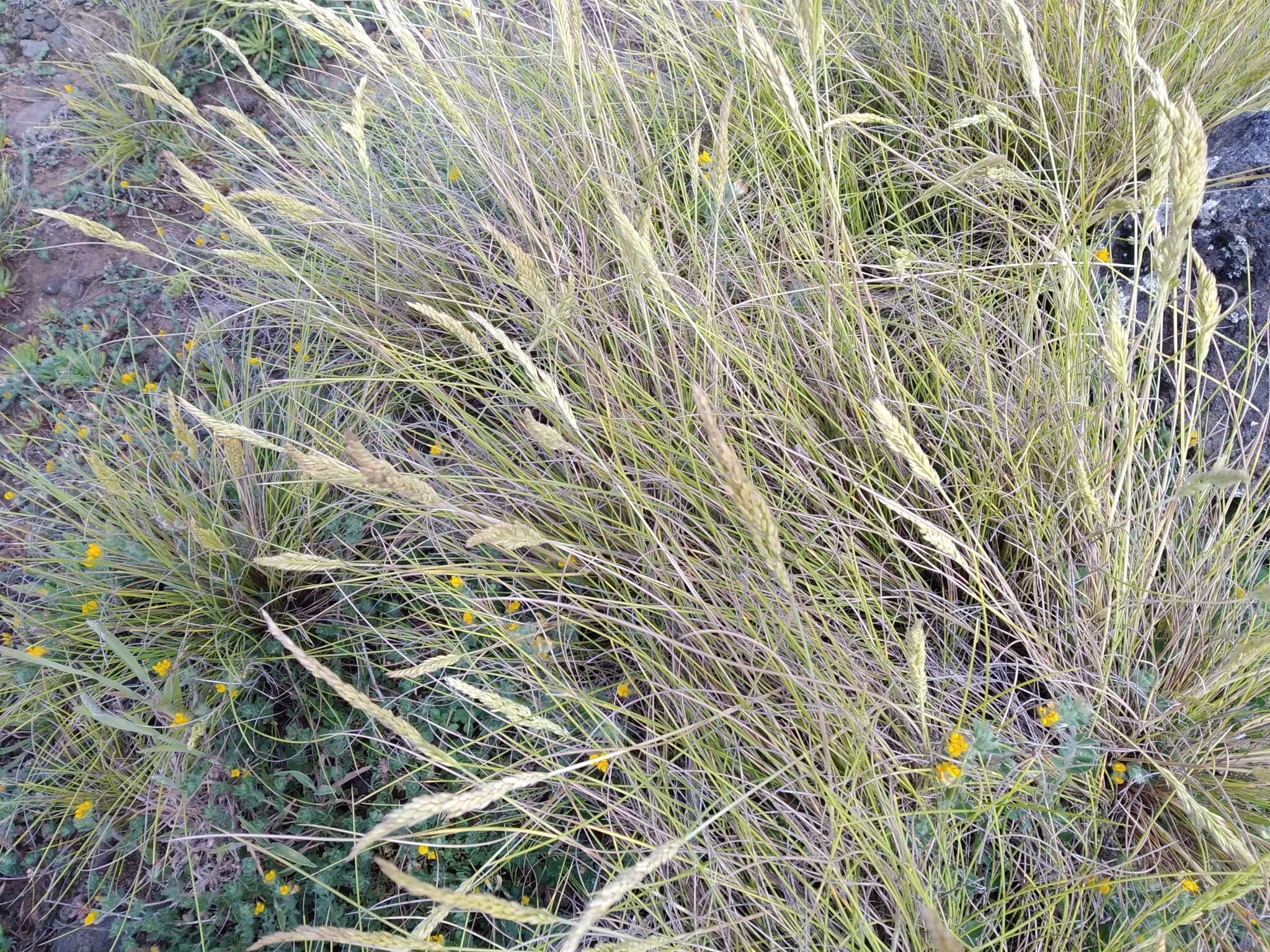 Image of Festuca petraea Guthnick ex Seub.