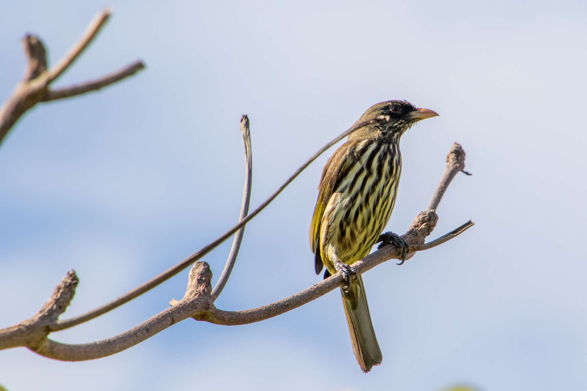 Image of palmchats