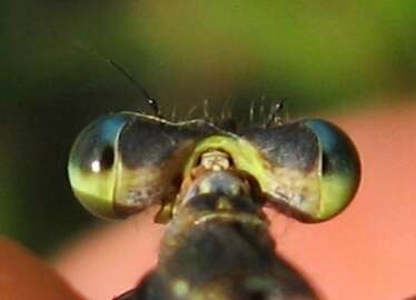 Image of Elegant Spreadwing