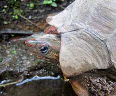 Image of Rhinoclemmys pulcherrima manni (Dunn 1930)