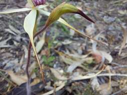 Caladenia flindersica (D. L. Jones) R. J. Bates的圖片