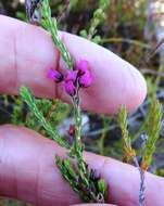 Image de Erica pulchella var. pulchella