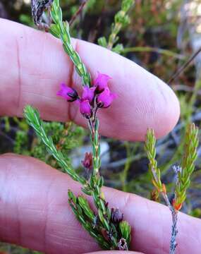 Image of Erica pulchella var. pulchella