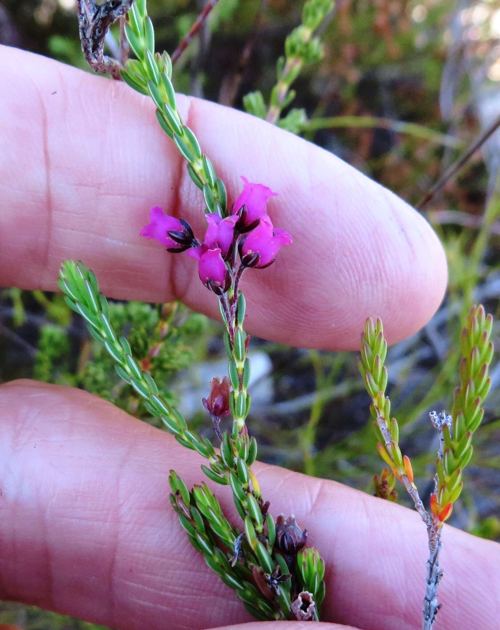 Image de Erica pulchella var. pulchella