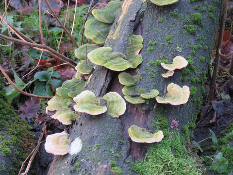 Image of Trametes hirsuta (Wulfen) Lloyd 1924