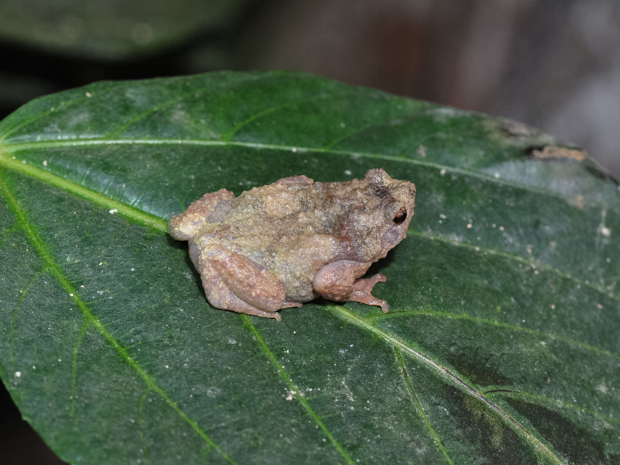 Image of Metaphrynella pollicaris (Boulenger 1890)