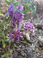 Imagem de Astragalus lotiflorus Hook.