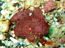 Image of Randall&#39;s frogfish