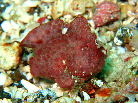 Image of Randall&#39;s frogfish