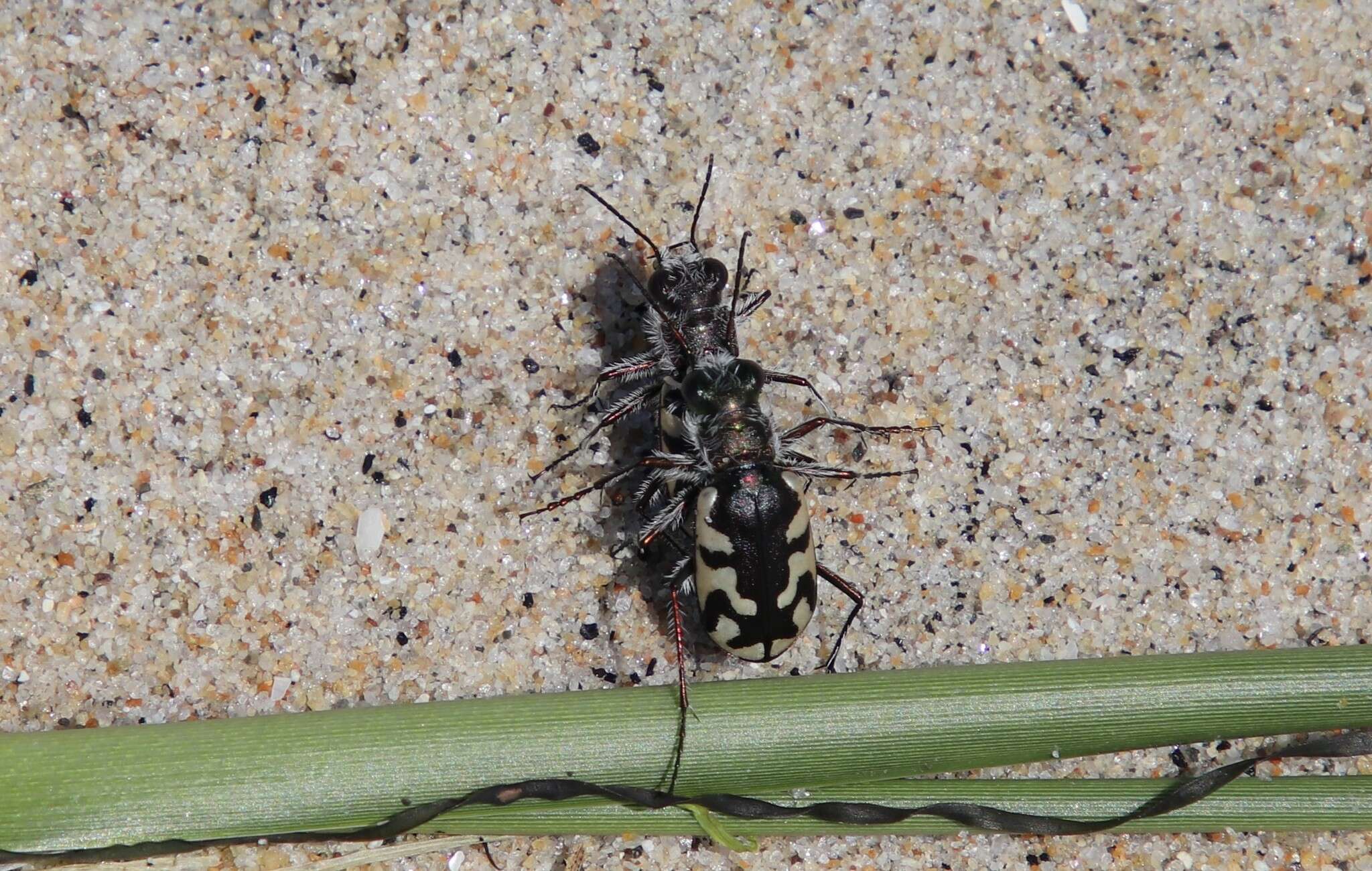 Image of Cicindela (Cicindela) latesignata Le Conte 1851