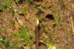 Cyrtostylis rotundifolia Hook. fil. resmi