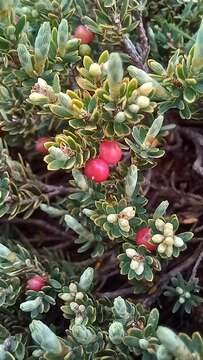 Image of Acrothamnus montanus (R. Br.) Quinn