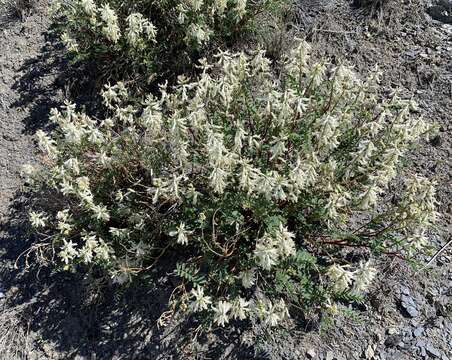 Imagem de Astragalus pattersonii A. Gray