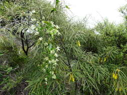 Image of Clematis forsteri J. F. Gmel.