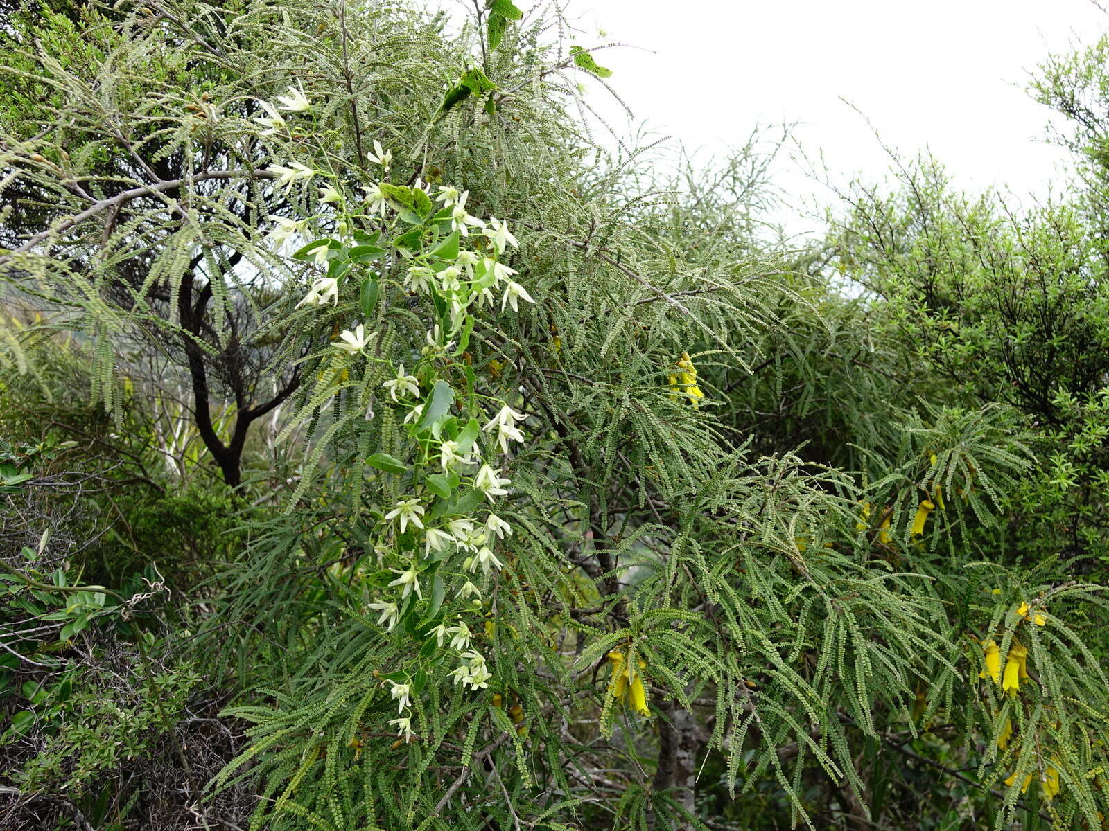 صورة Clematis forsteri J. F. Gmel.