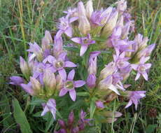 Image of Gentianella austriaca (A. & J. Kern.) Holub