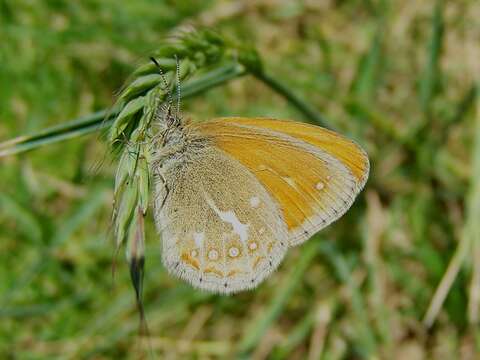 Image of Coenonympha amaryllis Cramer 1782