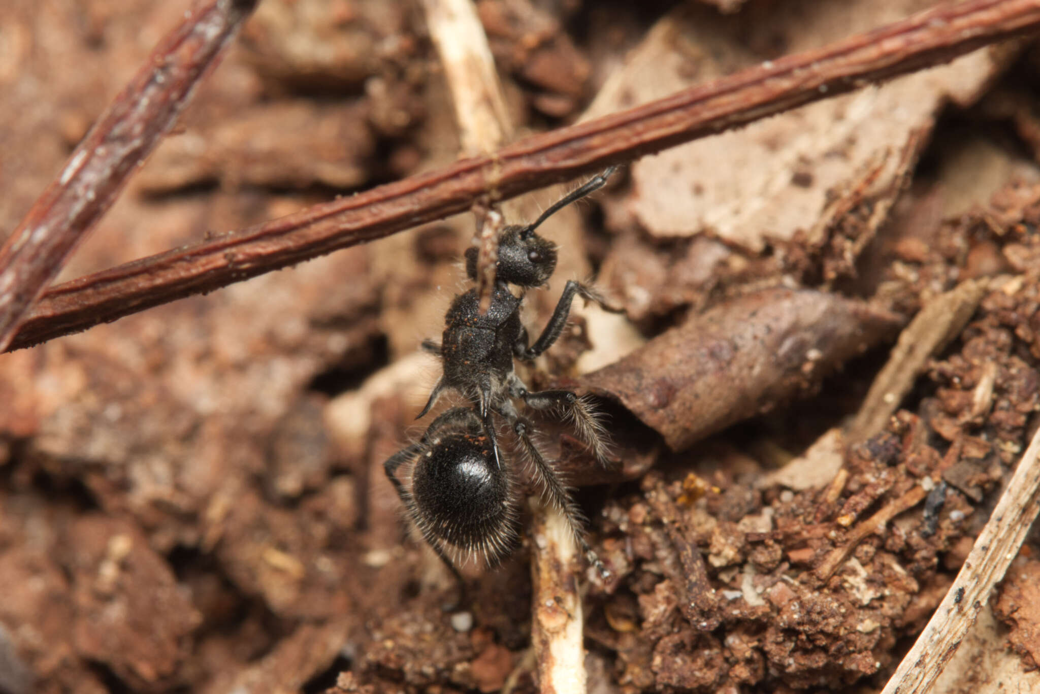 Plancia ëd Polyrhachis punctiventris Mayr 1876