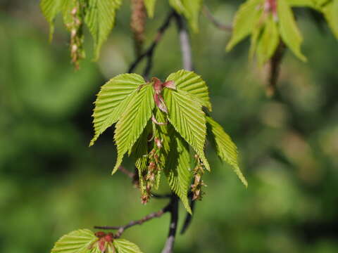 Слика од Carpinus laxiflora (Siebold & Zucc.) Blume