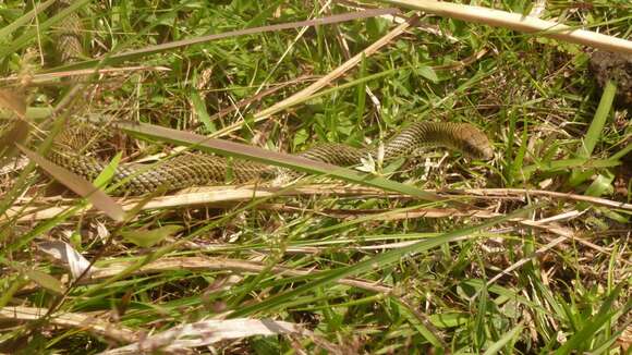 Image of Patagonia Green Racer