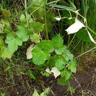 صورة Rubus moluccanus L.