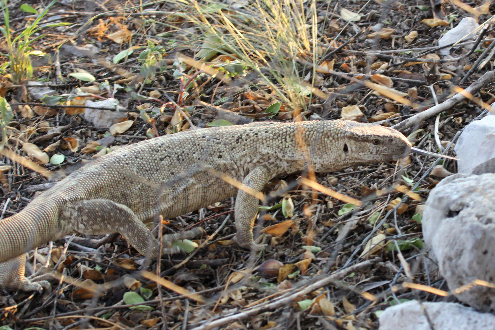 Image of Varanus albigularis angolensis Schmidt 1933