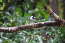 Image of Frill-necked Monarch