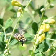 Image of Melissodes communis communis Cresson 1879