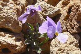 Image of Viola cheiranthifolia Humb. & Bonpl.