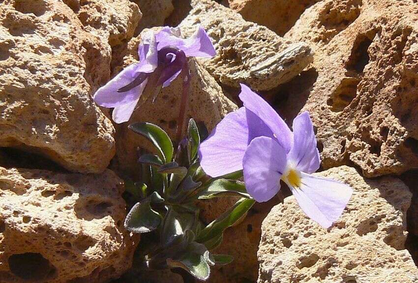 صورة Viola cheiranthifolia Humb. & Bonpl.