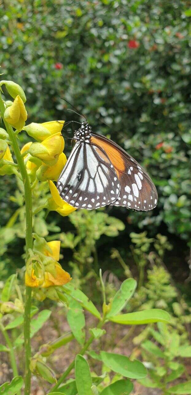 Image de Danaus (Anosia) melanippus subsp. hegesippus Cramer 1777