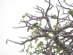 Image of Poicephalus cryptoxanthus tanganyikae Bowen 1930