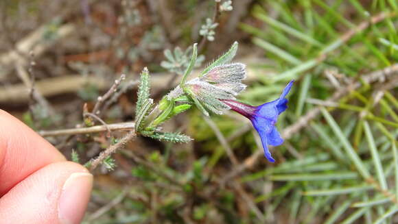 Image of Shrubby gromwell