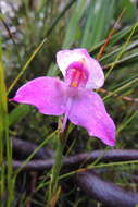 Image of Disa racemosa L. fil.