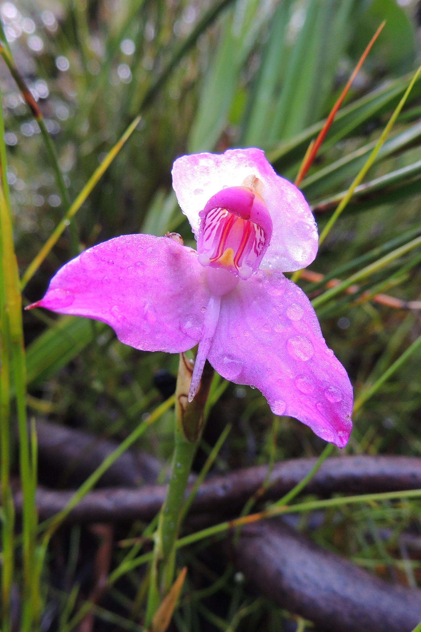 Image of Disa racemosa L. fil.