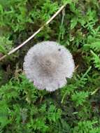 Imagem de Entoloma nodosporum (G. F. Atk.) Noordel. 1979