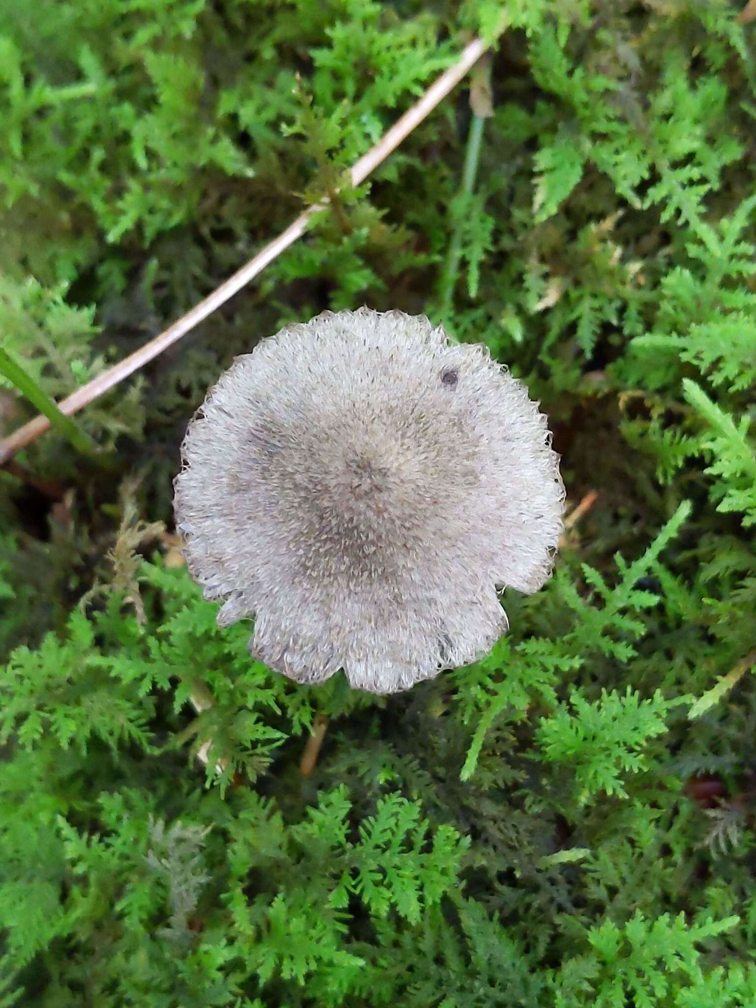 Imagem de Entoloma nodosporum (G. F. Atk.) Noordel. 1979