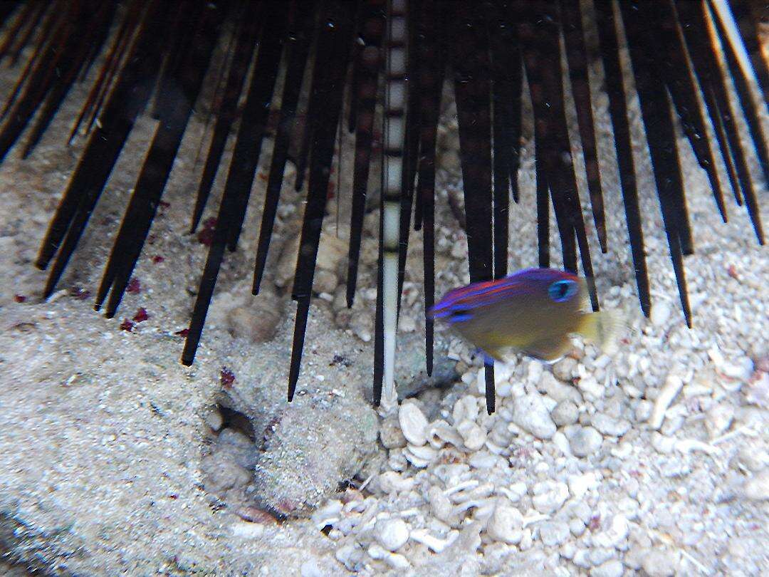 Image of Ocellate damselfish