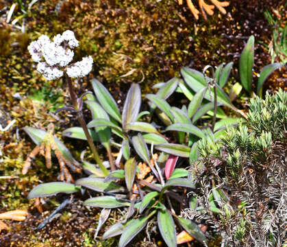 Image de Valeriana adscendens Turcz.