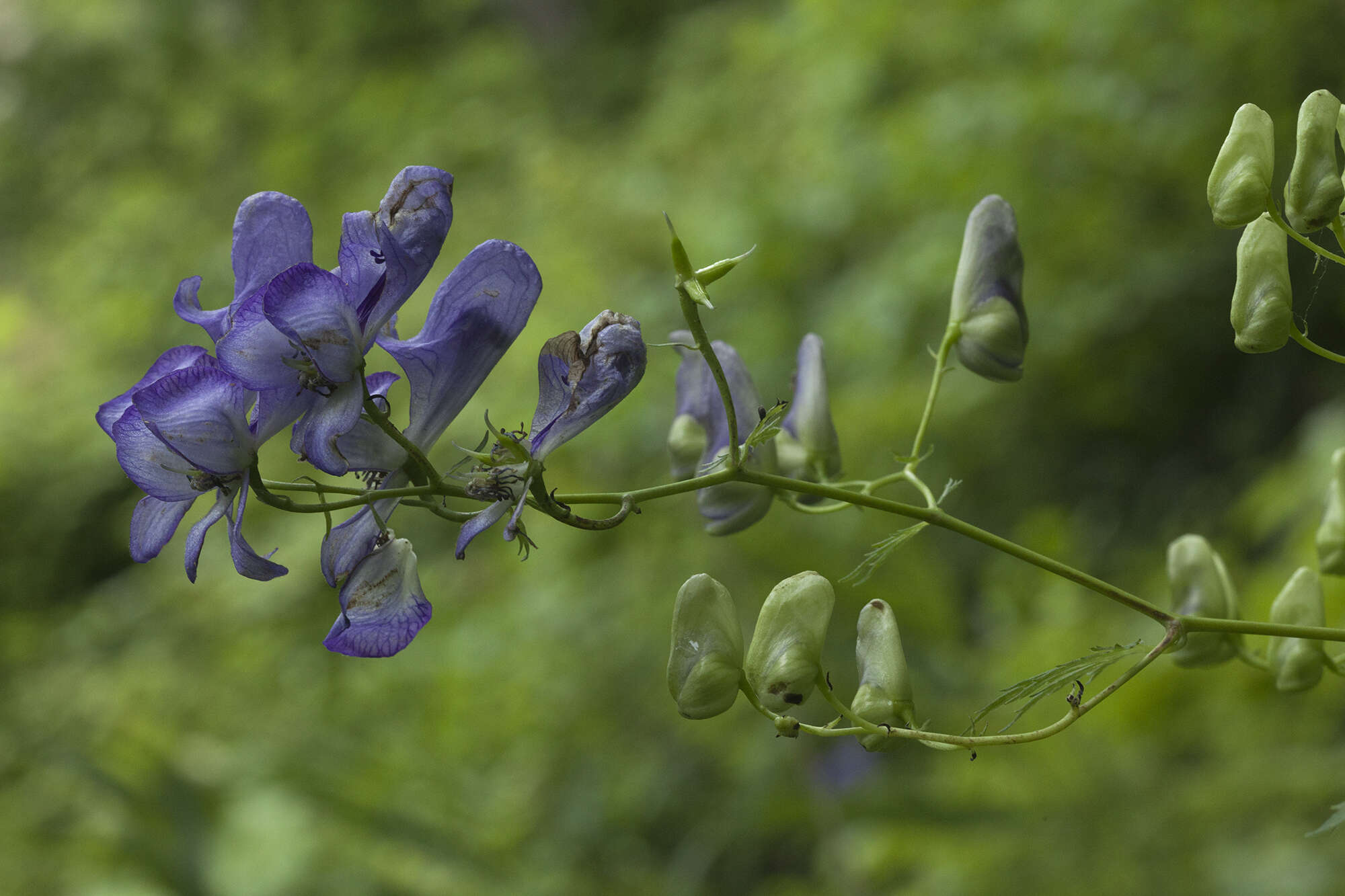 Image of Aconitum sczukinii Turcz.